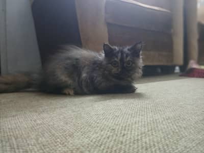 triple coated kitten