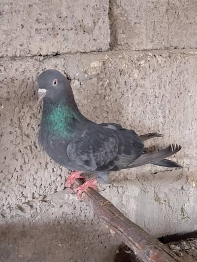 High Flying black Pigeons for Sale - Good Quality Birds