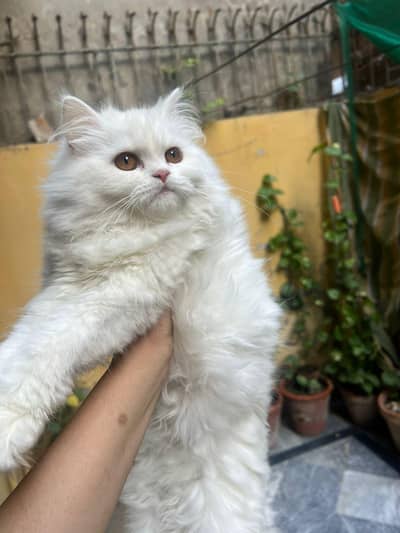 person cat. white colour