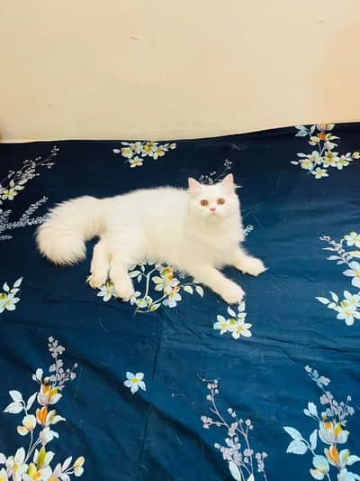 Persian kittens triple coat pair  for sale contact whatsap 03201503884