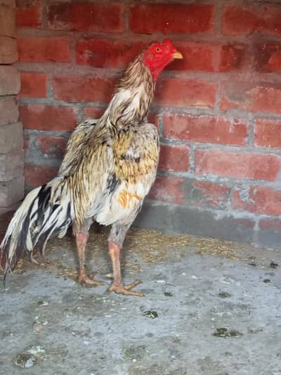 Sale offer Discount urgent