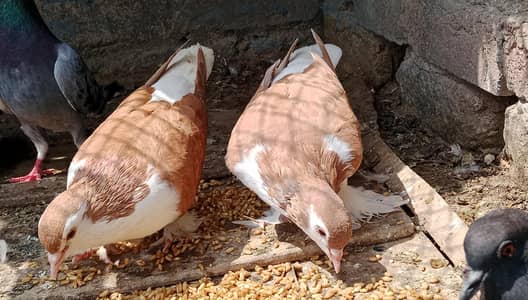 sherazi breedr pair for sale