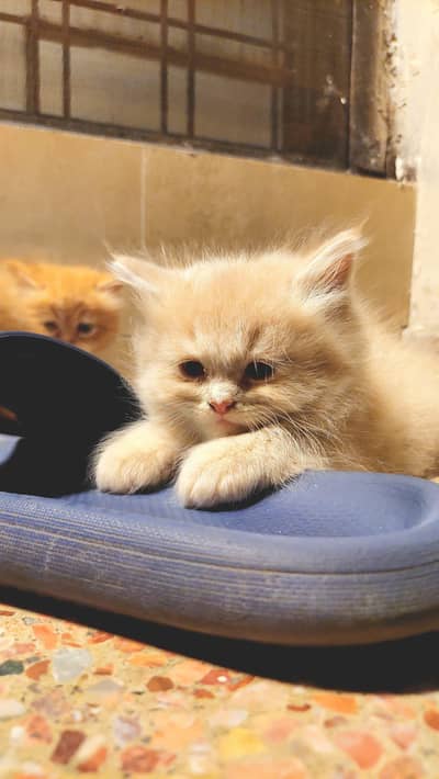 Persian kittens for sale  urgent