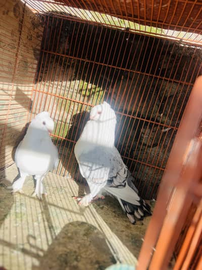 4 bredar pair 4 sale