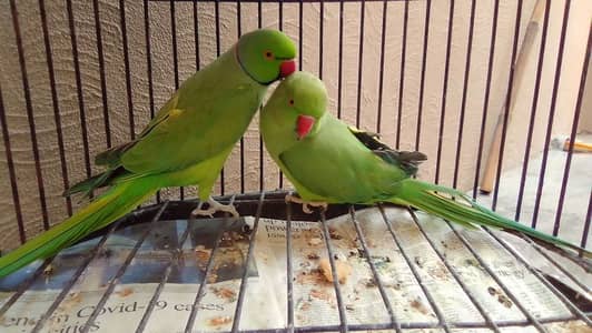 Parrot pair
