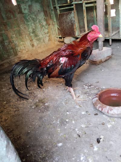 miawali murga for sale. 03014237451 call me