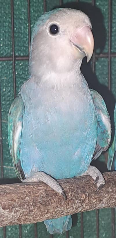1 beautiful White Face Blue/violet Lovebird for sale. 03116130712