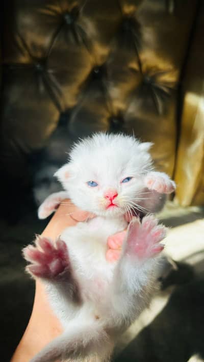 Persian Kittens Triple Coated