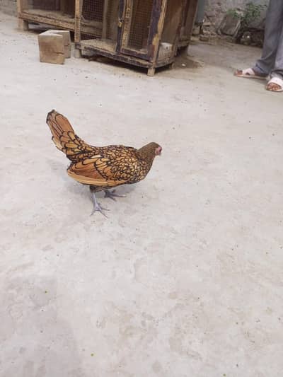 Golden Sebright | Egg laying Hen | Age 8 Months