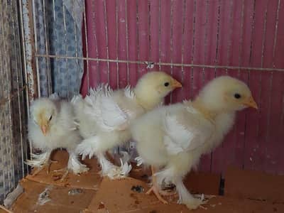 beautiful Breed 1 male 2 females