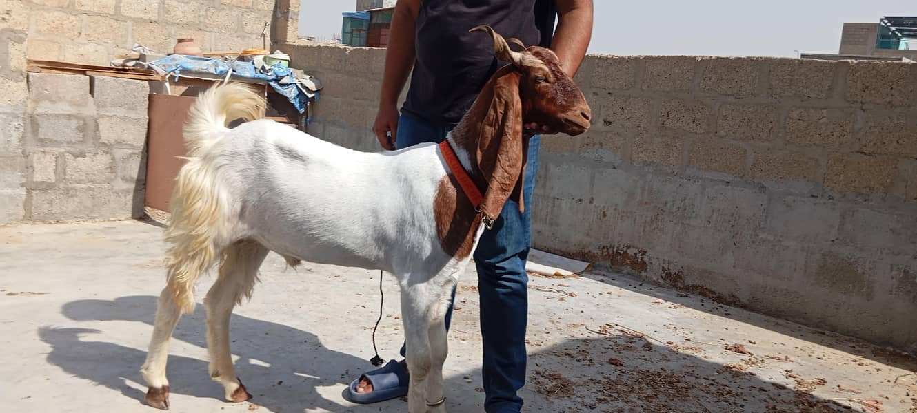 Bakra 0