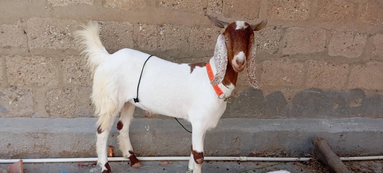 Bakra 2