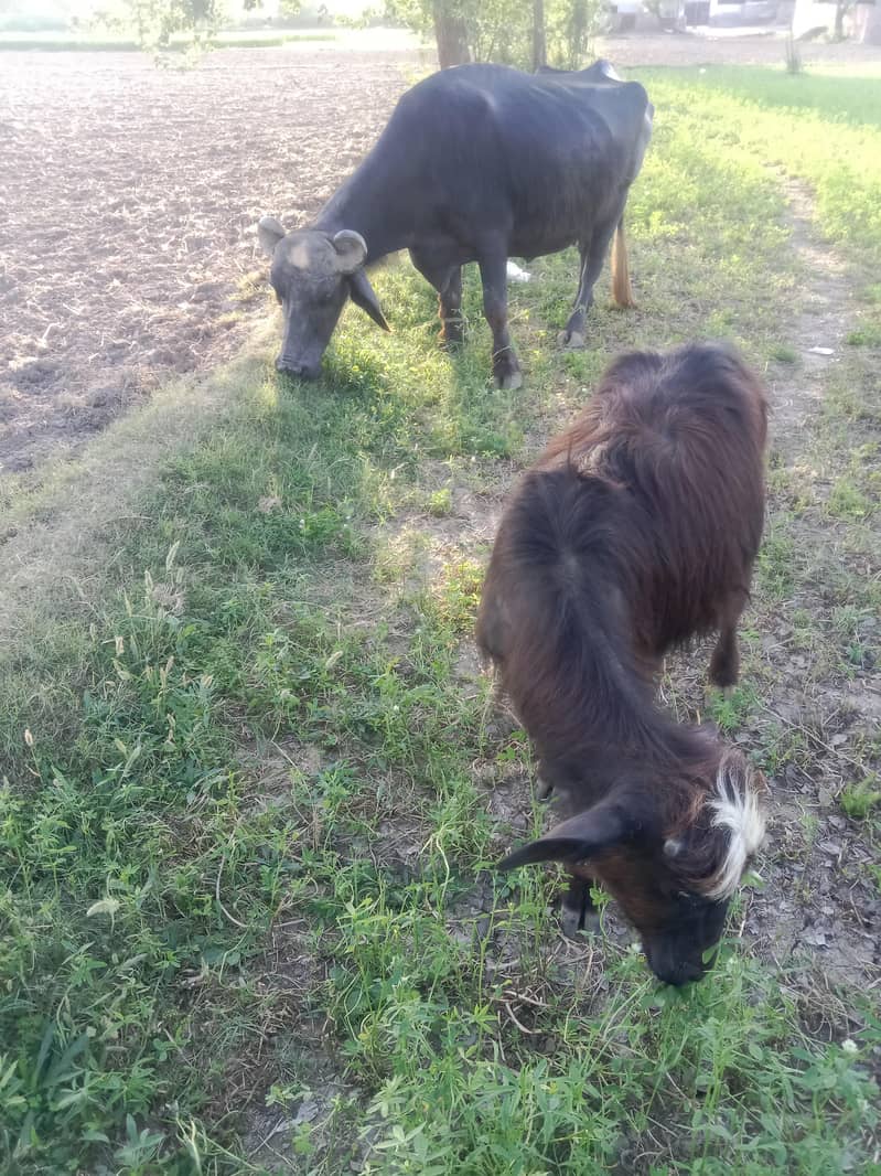 بھینس اور کٹی 0