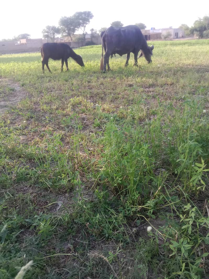 بھینس اور کٹی 1