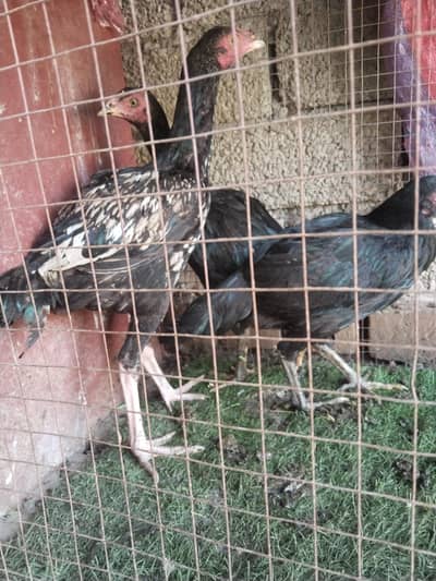 اصیل پٹھےمیل وفی میل فار سیل