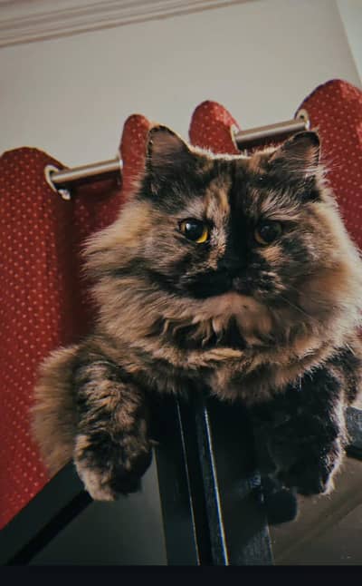 Persian cat triple coated available for sale