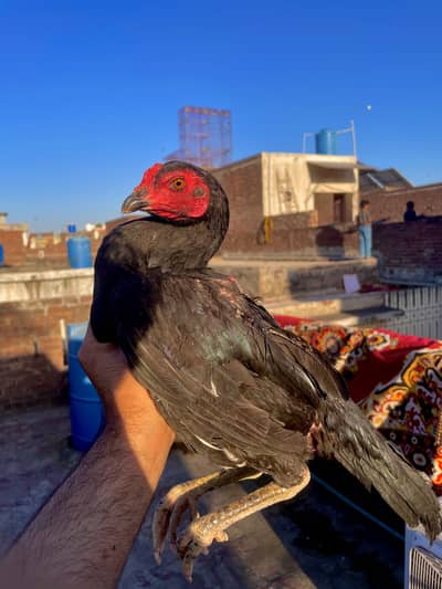 Thai Aseel Female ready for breed