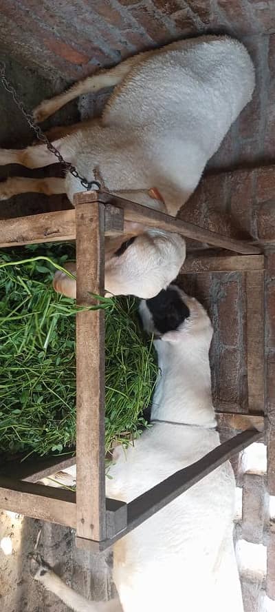 sheep for sale chatray