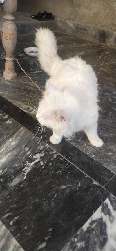 white Persian cat