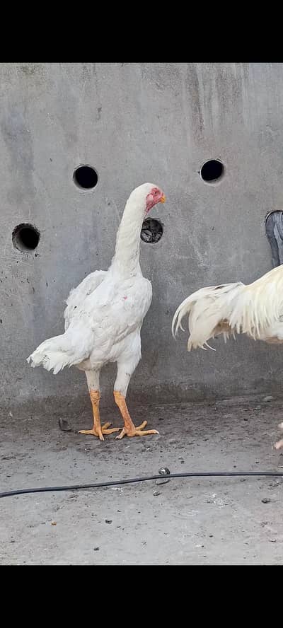 White Shamo Female eggs laying