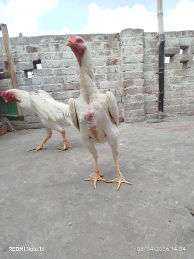 Shamo eggs.  black and white shamo . . . and chiks available