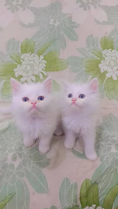 Persian cats