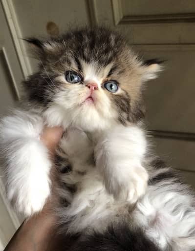 Peki kitten| triple Coated|peki /top quality cat/peki