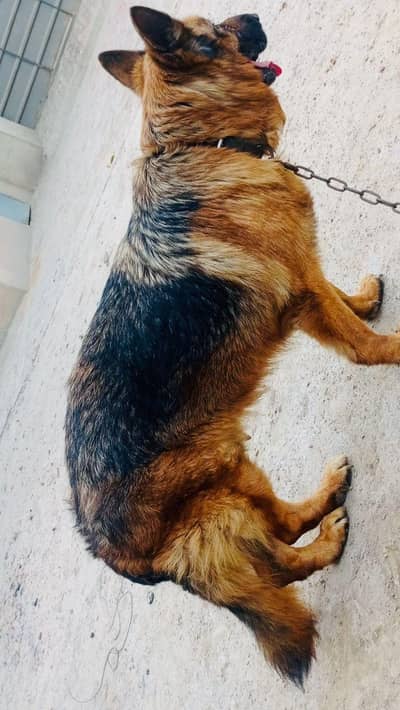 German shepherd male dog