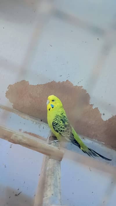 exb female fartail eggs breader