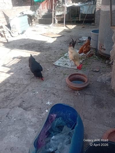 may 2 murgiyan or aik murga sale karna chahta hu jokay anday daiti hay