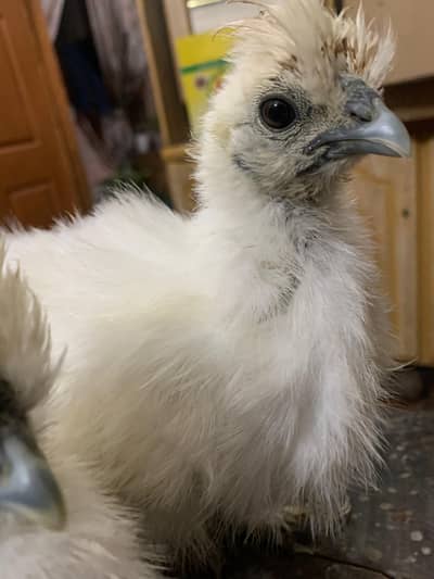 Top Quality Silkie Chicks