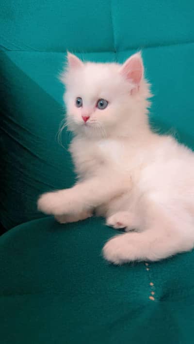 Persian kitten for urgent sale my WhatsApp number 03484366658