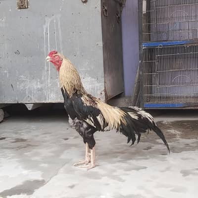  Desi Aseel Hens For Sale