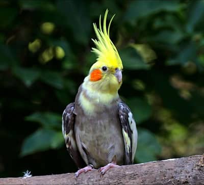 cocktail pair for sale