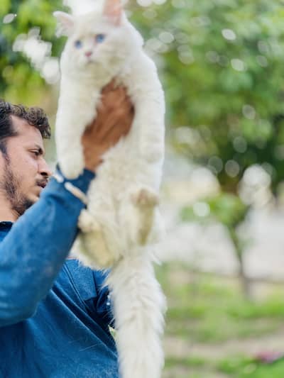 persian beautiful females cat