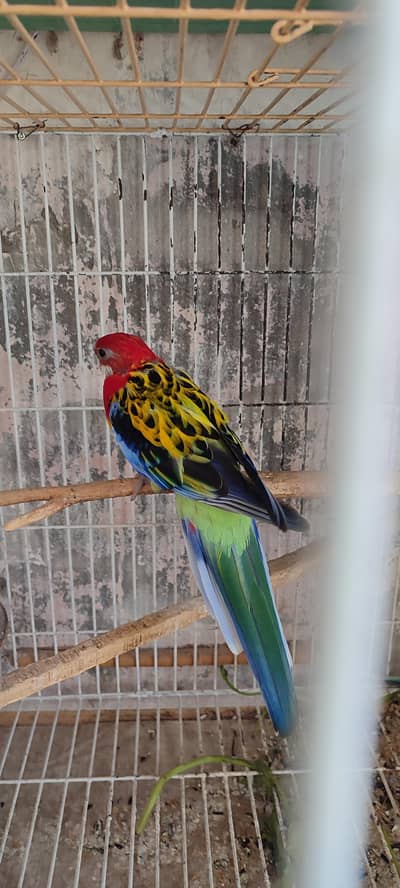 Rosella Male looking for new home