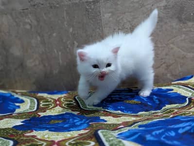 Persian kitten for urgent sale my WhatsApp number 03484366658