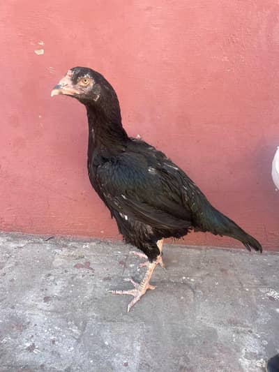 urgent for sale Aseel Madi long height