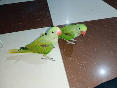 Kashmiri Raw Parrot Chicks Pair | Jumbo Size | Hand Tamed