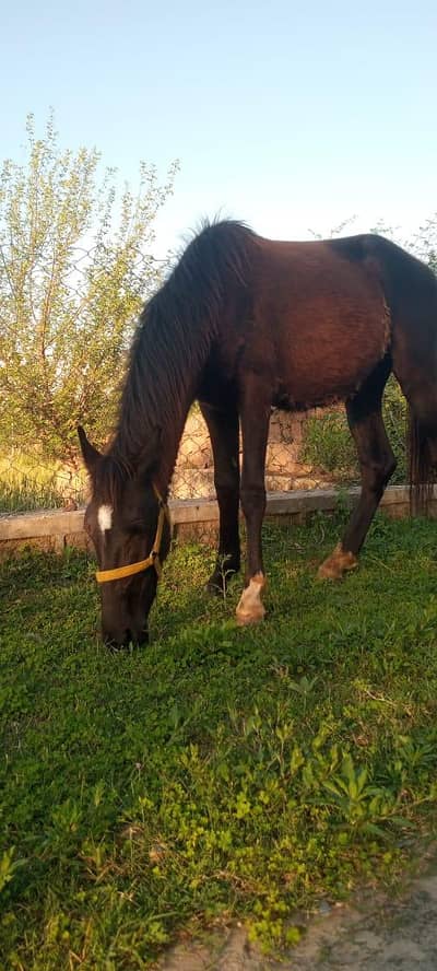 mushka 5 kaliyan 18 months age wchera