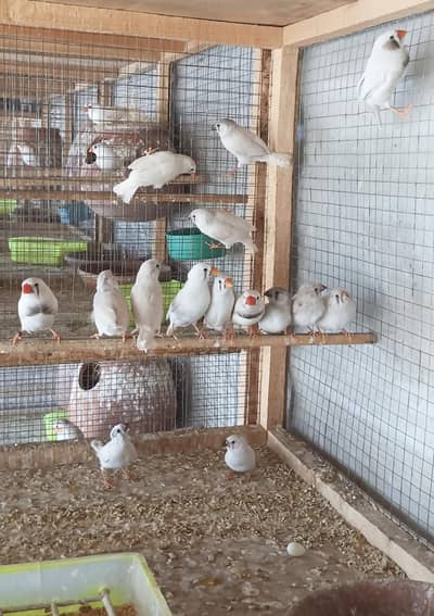 Zebra finches White Breeder pairs