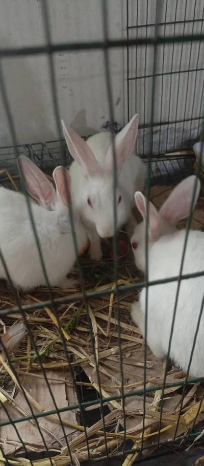 Red Eyes Rabbits for sale