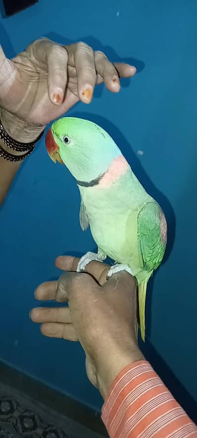 pahari parrot talking  hand time face to face