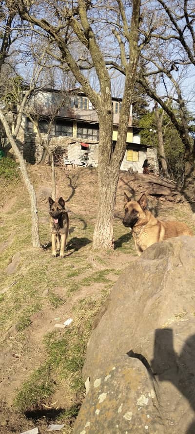 belgium malanois  18 months male and  female available