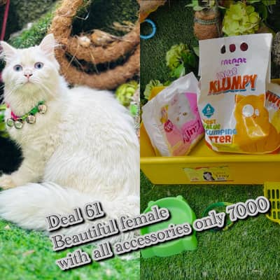 persian cats with accessories on big discounts