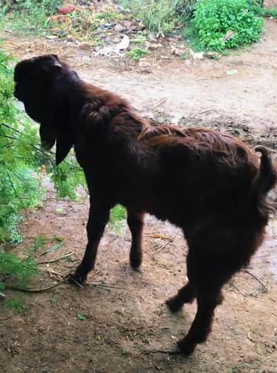 betal bhlwali patha For sale breding k Liya best Bredr