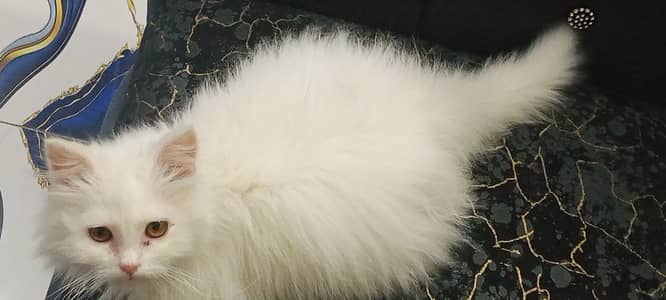 Pure Parisian cat long coat A1 breed cat Whatsapp number03478238684