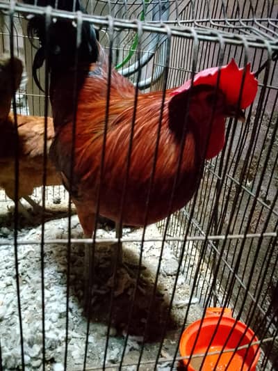 Murgha or Murghi pair ,