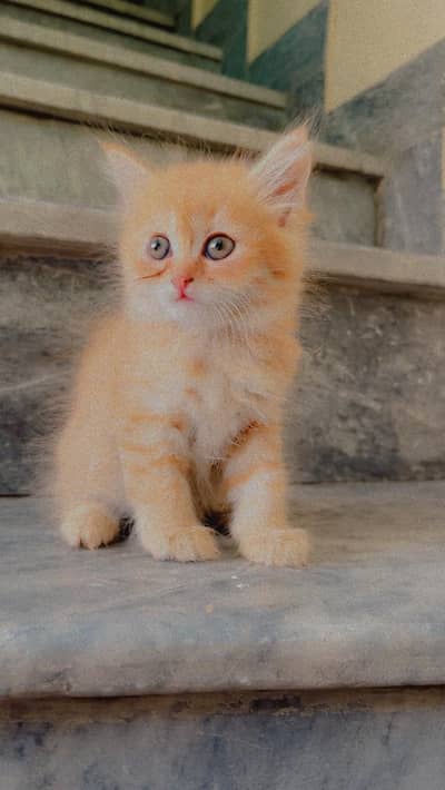 Friendly cats.  Urgent Sale