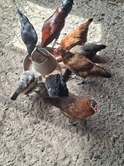 6 murghiyaan 1 murgha